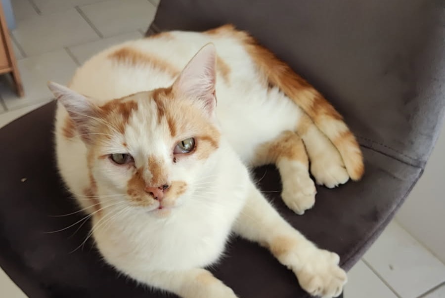 Alerte Disparition Chat Mâle , 7 ans Courçon France