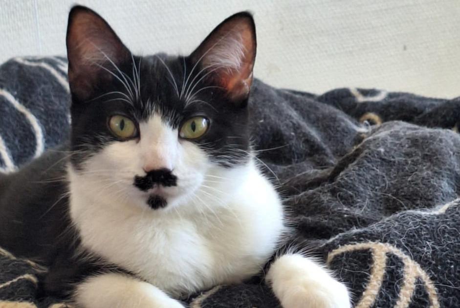 Alerte Disparition Chat Femelle , 1 ans La Rochelle France