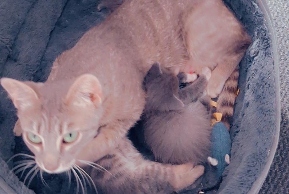 Alerte Disparition Chat  Femelle , 0 ans Rochefort France