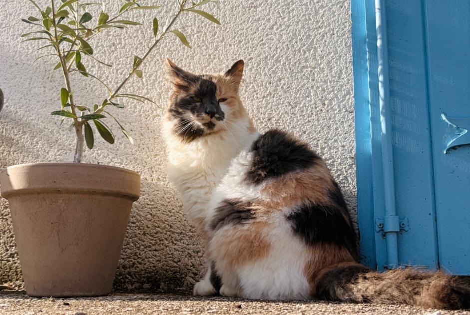 Alerte Disparition Chat croisement  Femelle , 3 ans La Jard France