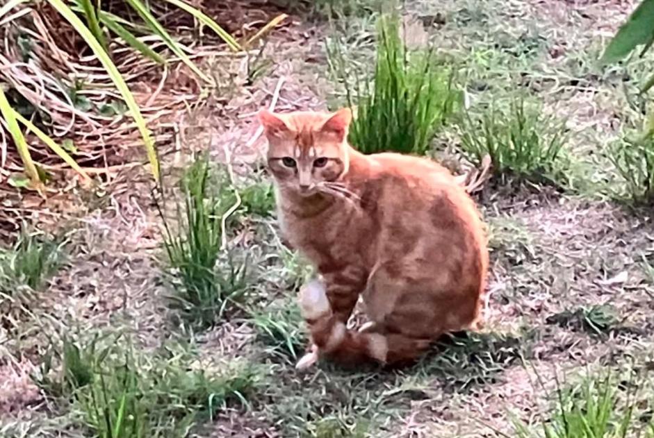 Alerte Découverte Chat  Femelle Le Gua France