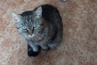 Alerte Disparition Chat Femelle , 22 ans Breuillet France