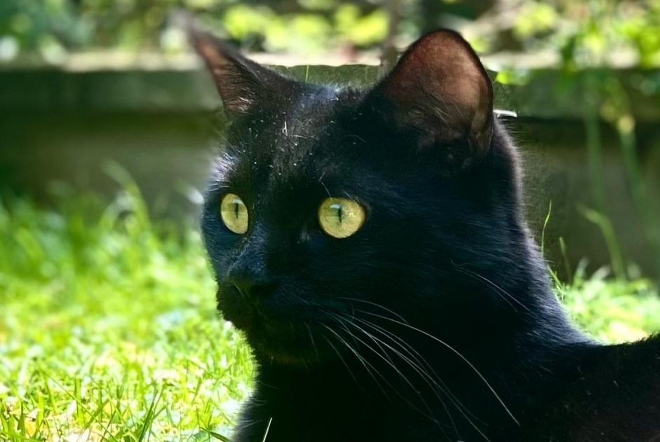Avviso scomparsa Gatto Maschio , 1 anni Burie Francia