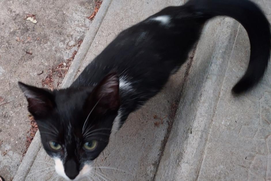 Avviso Ritrovamento Gatto Maschio , Tra 1 e 3 mesi Échillais Francia