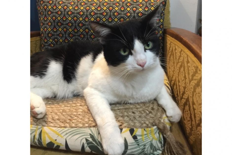Avviso scomparsa Gatto incrocio di razze  Maschio , 2023 anni Royan Francia
