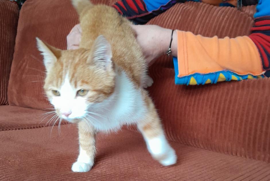 Avviso Ritrovamento Gatto Maschio Longèves Francia