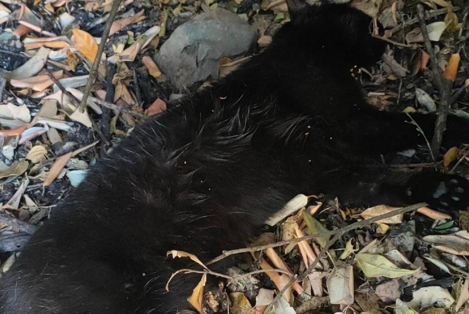 Alerta descoberta Gato Desconhecido La Rochelle France Alerta descoberta Gato Desconhecido La Rochelle France
