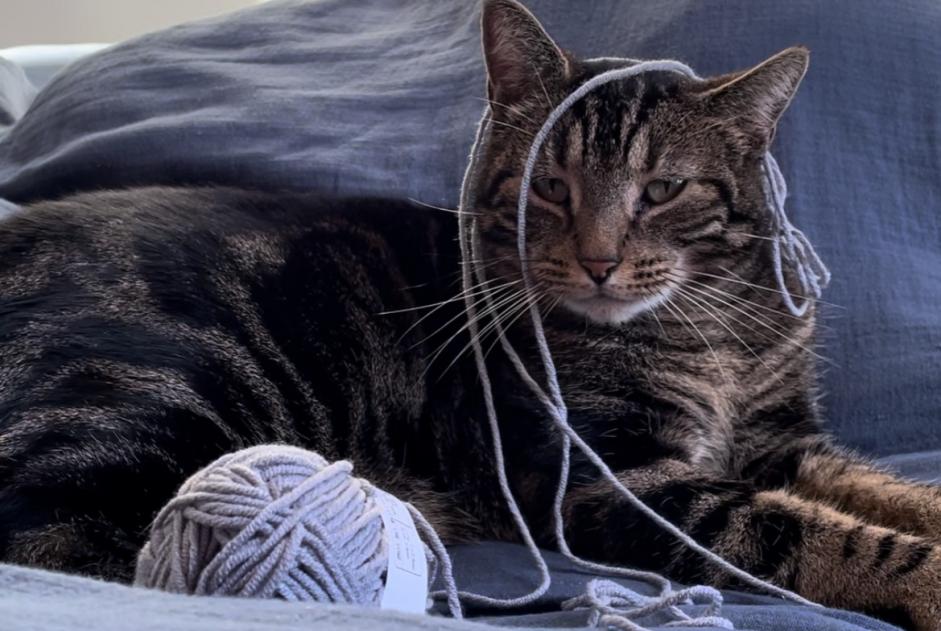 Alerta desaparecimento Gato Macho , 9 anos Vergeroux France