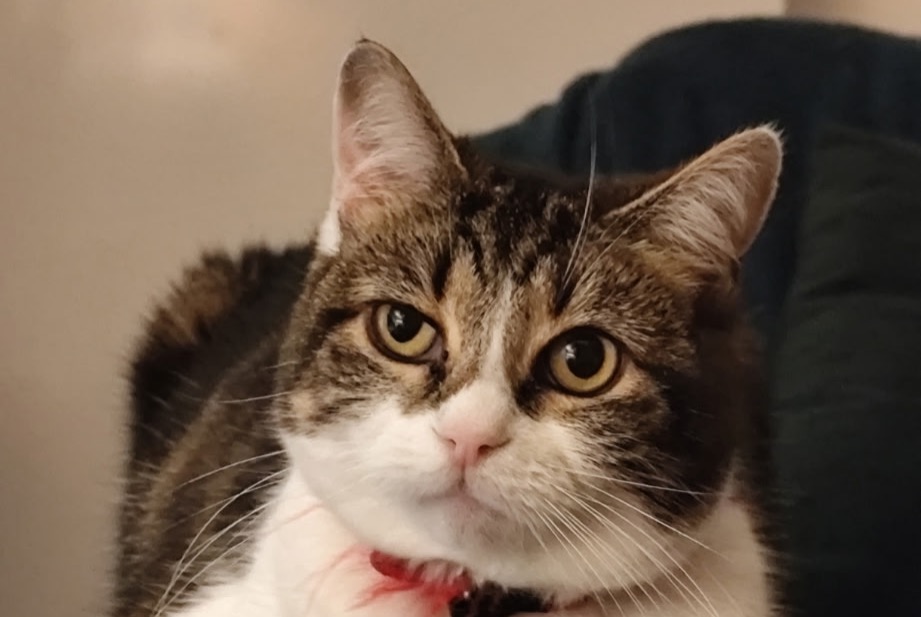 Alerta desaparecimento Gato Fêmea , 10 anos La Rochelle France