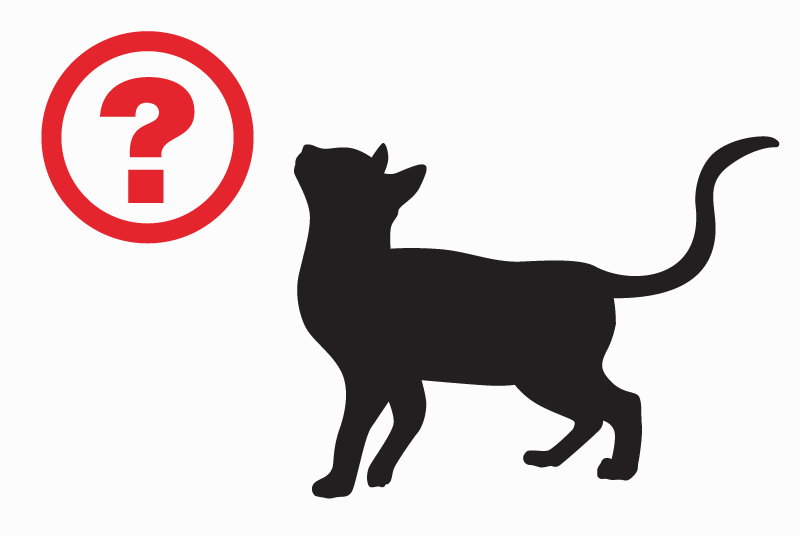 Discovery alert Cat Unknown La Rochelle France Discovery alert Cat Unknown La Rochelle France